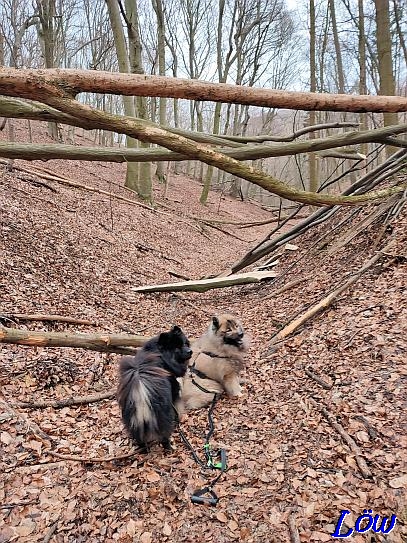 14.2.2023 - Dwix und Howard auf dem Todholzweg